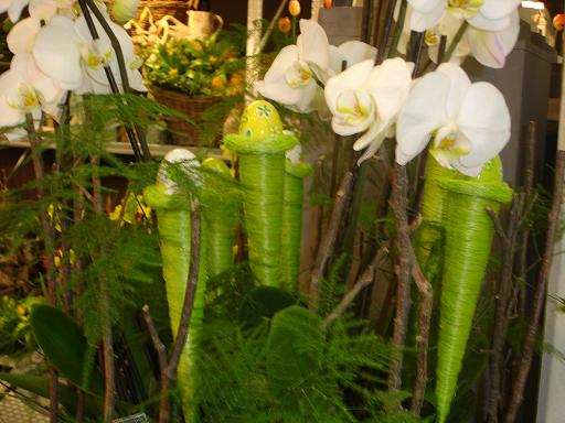 Flor-orquideas