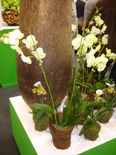 Plantas.orquideas